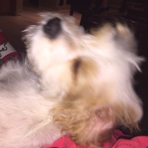 Meet your Posher, Parastoo